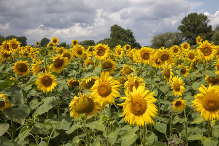 Sonnenblumen in Haßfurt