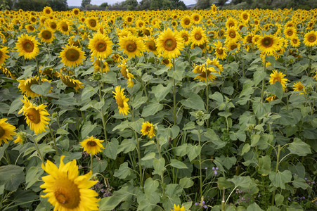 Sonnenblumen in Haßfurt