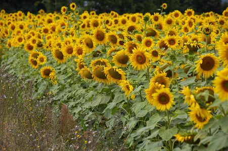 Sonnenblumen in Haßfurt