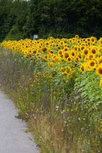 Sonnenblumen in Haßfurt