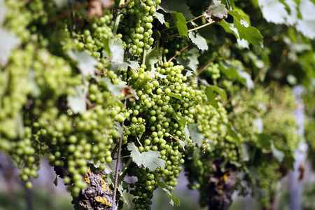 Symbolfoto Weintrauben