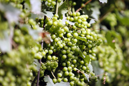 Symbolfoto Weintrauben