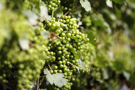 Symbolfoto Weintrauben
