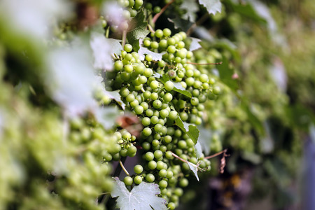 Symbolfoto Weintrauben