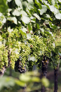 Symbolfoto Weintrauben