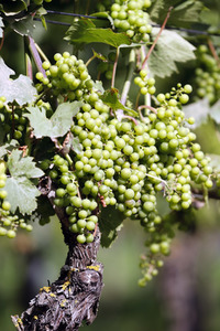 Symbolfoto Weintrauben