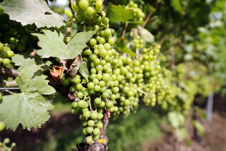 Symbolfoto Weintrauben