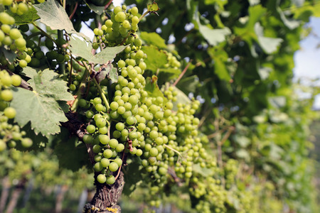 Symbolfoto Weintrauben