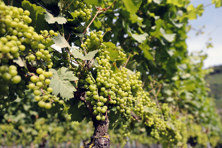 Symbolfoto Weintrauben