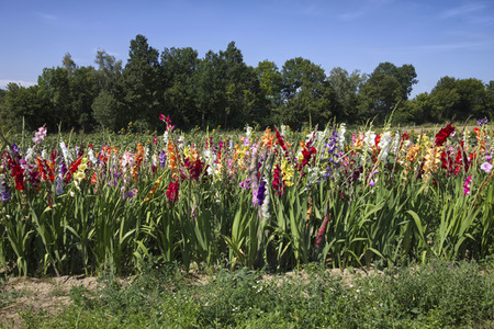 NATURE ART: Gladiolen / Gladiolus Bodypainting