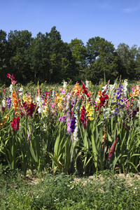 NATURE ART: Gladiolen / Gladiolus Bodypainting