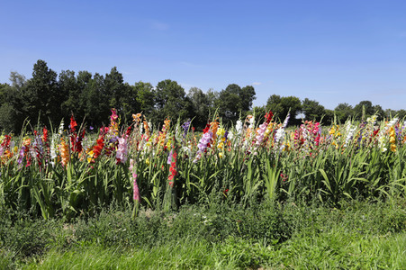 NATURE ART: Gladiolen / Gladiolus Bodypainting