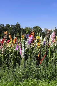NATURE ART: Gladiolen / Gladiolus Bodypainting