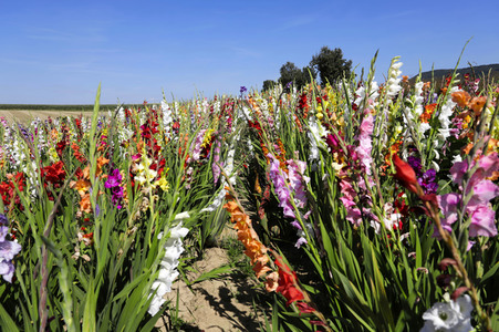 NATURE ART: Gladiolen / Gladiolus Bodypainting