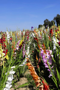 NATURE ART: Gladiolen / Gladiolus Bodypainting