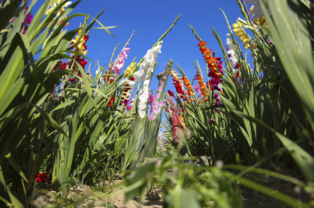 NATURE ART: Gladiolen / Gladiolus Bodypainting