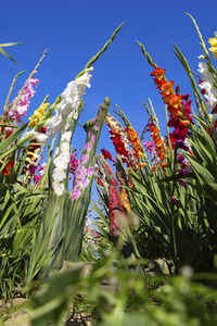 NATURE ART: Gladiolen / Gladiolus Bodypainting