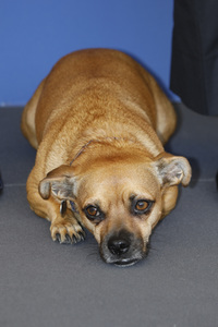 Photocall 'Mona Lisa and the Blood Moon', Internationale Filmfestspiele von Venedig 2021