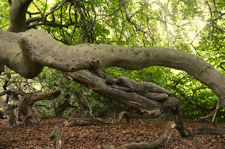 NATURE ART: Buchenstamm / Beech Trunk Bodypainting
