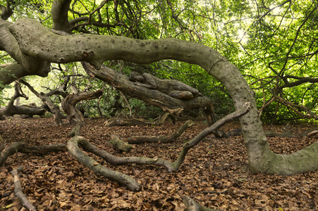 NATURE ART: Buchenstamm / Beech Trunk Bodypainting