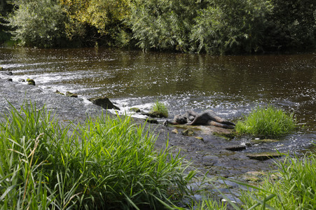 NATURE ART: Flusswehr / River Weir Bodypainting