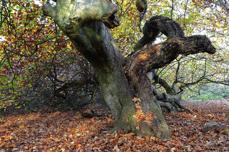 Bodypainting in Nature Kalender 2022