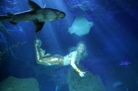 Meerjungfrau taucht ins Atlantis-Becken im AquaDom & Sea Life Berlin