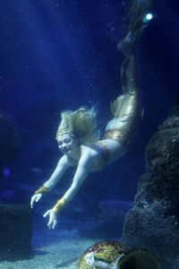 Meerjungfrau taucht ins Atlantis-Becken im AquaDom & Sea Life Berlin