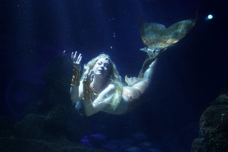 Meerjungfrau taucht ins Atlantis-Becken im AquaDom & Sea Life Berlin