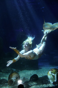 Meerjungfrau taucht ins Atlantis-Becken im AquaDom & Sea Life Berlin