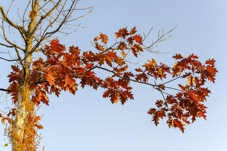 Symbolfoto Goldener Herbst