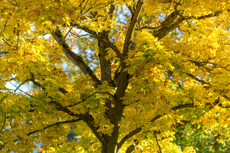 Symbolfoto Goldener Herbst