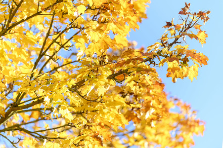 Symbolfoto Goldener Herbst