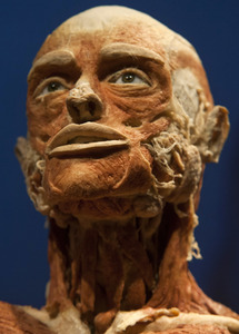 Ausstellung 'Body Worlds - The Rhythm of Life' in Madrid