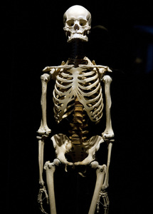 Ausstellung 'Body Worlds - The Rhythm of Life' in Madrid