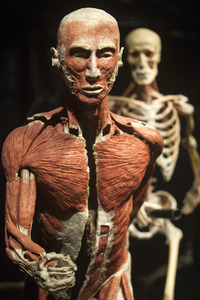 Ausstellung 'Body Worlds - The Rhythm of Life' in Madrid