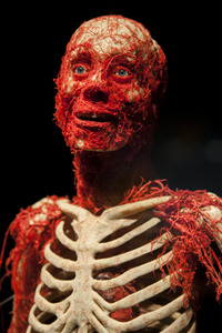 Ausstellung 'Body Worlds - The Rhythm of Life' in Madrid