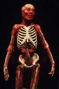 Ausstellung 'Body Worlds - The Rhythm of Life' in Madrid