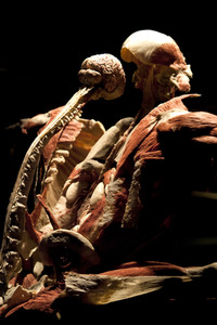 Ausstellung 'Body Worlds - The Rhythm of Life' in Madrid