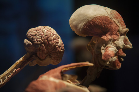 Ausstellung 'Body Worlds - The Rhythm of Life' in Madrid