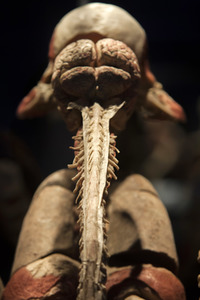 Ausstellung 'Body Worlds - The Rhythm of Life' in Madrid