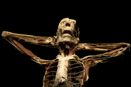 Ausstellung 'Body Worlds - The Rhythm of Life' in Madrid