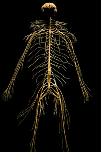 Ausstellung 'Body Worlds - The Rhythm of Life' in Madrid