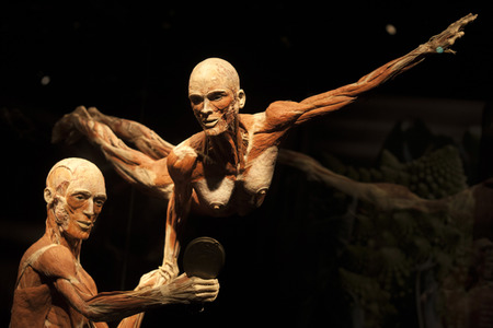 Ausstellung 'Body Worlds - The Rhythm of Life' in Madrid