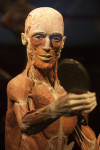 Ausstellung 'Body Worlds - The Rhythm of Life' in Madrid