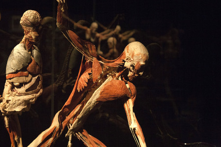 Ausstellung 'Body Worlds - The Rhythm of Life' in Madrid