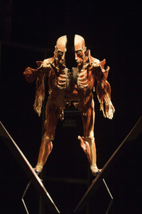 Ausstellung 'Body Worlds - The Rhythm of Life' in Madrid