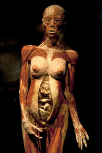 Ausstellung 'Body Worlds - The Rhythm of Life' in Madrid