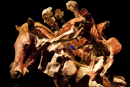 Ausstellung 'Body Worlds - The Rhythm of Life' in Madrid