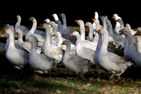 Symbolfoto Mastgänse